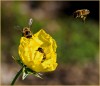 Bees Feeding